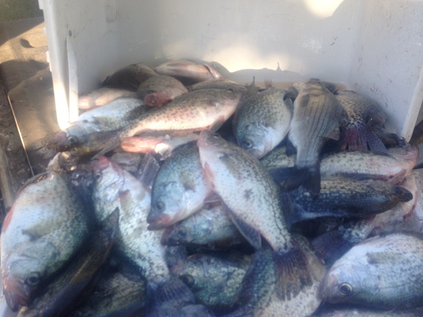 10-15-14 Cooler of Crappie with BigCrappie CCL Tx